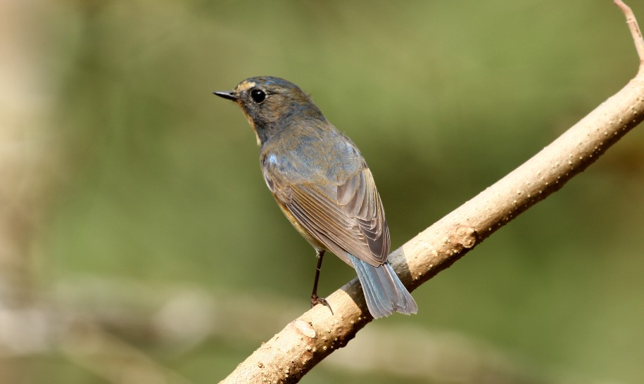 琉璃鶲、青鶲 Siberian Blue-tail