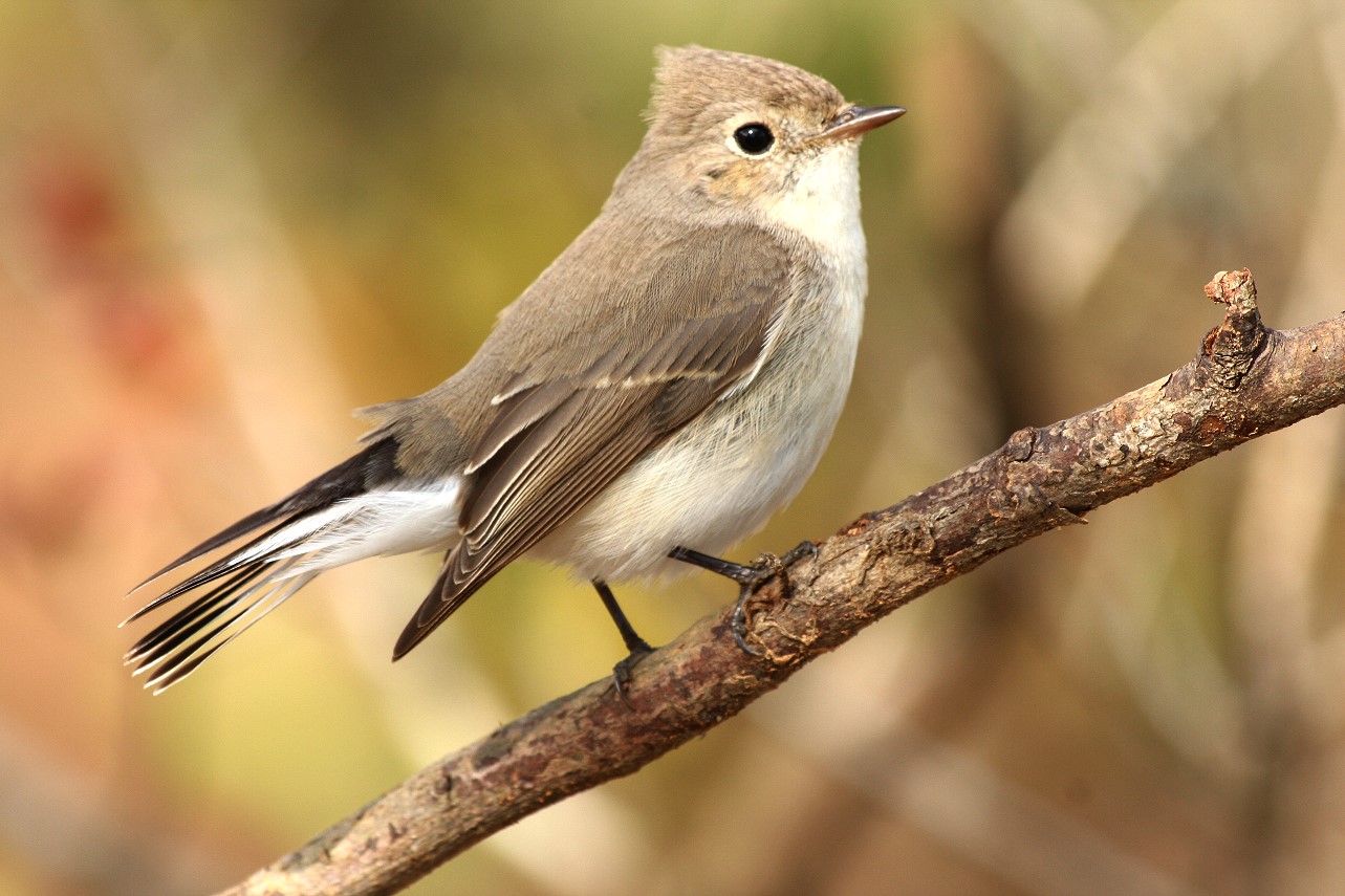 紅胸鶲 Red-breasted Flycatcher