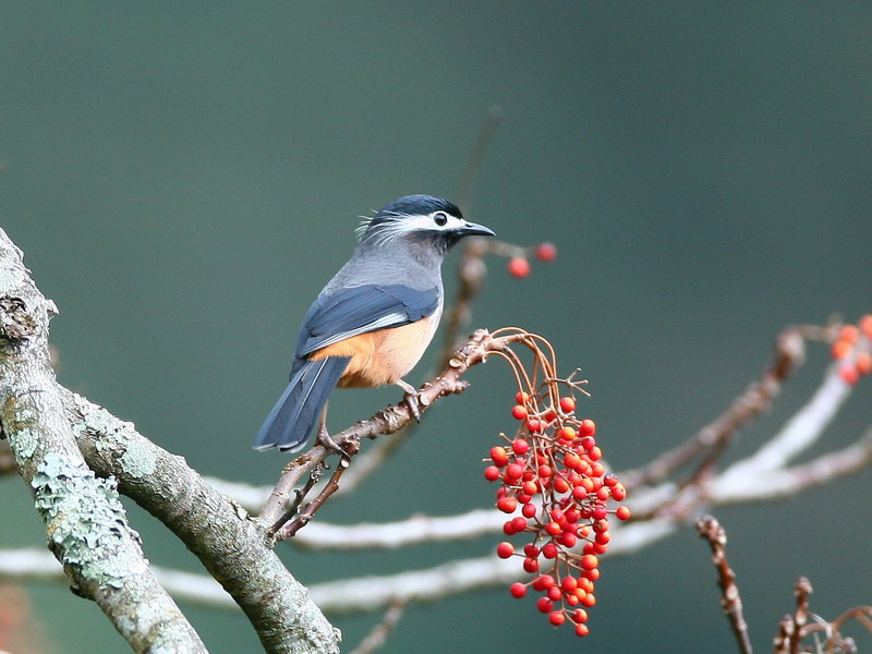 白耳畫眉 White-eared Sibia