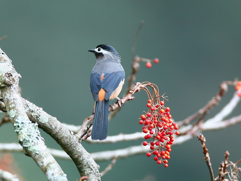 白耳畫眉 White-eared Sibia