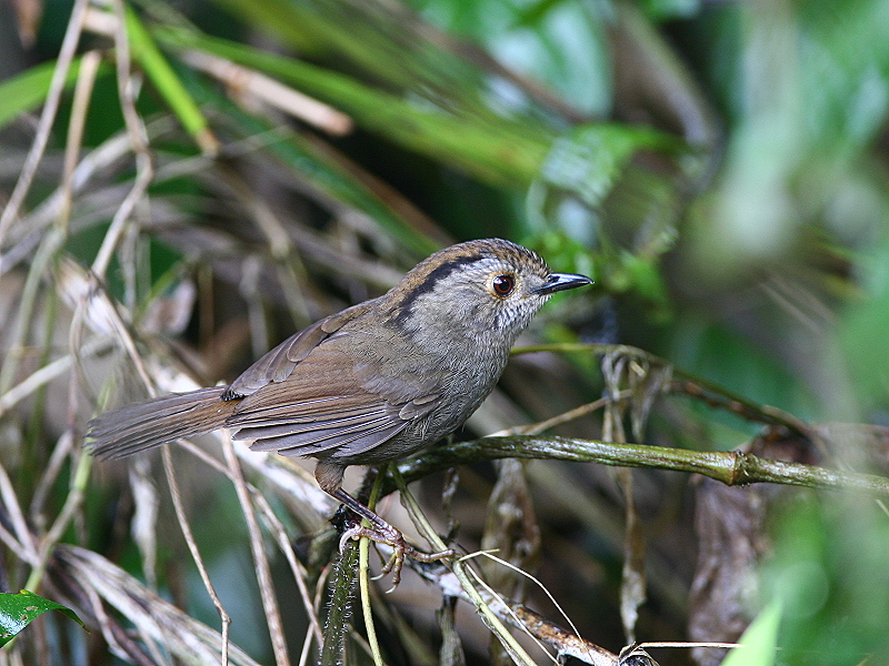 頭烏線 Dusky Fulvetta