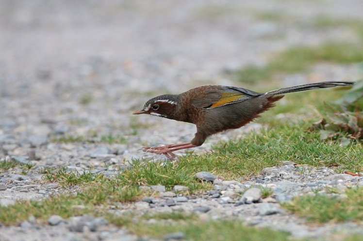 金　翼　白　眉　Taiwan Laughing Thrush