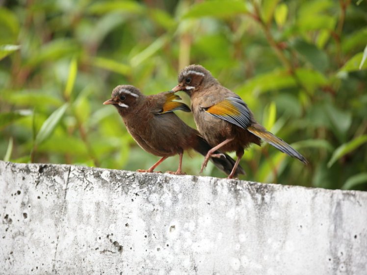 金　翼　白　眉　Taiwan Laughing Thrush