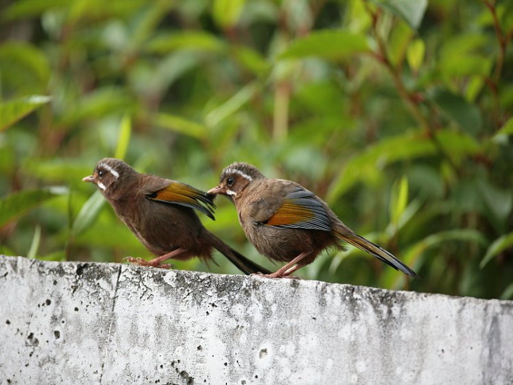 金　翼　白　眉　Taiwan Laughing Thrush