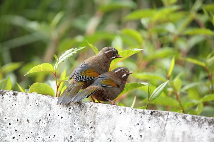 金　翼　白　眉　Taiwan Laughing Thrush