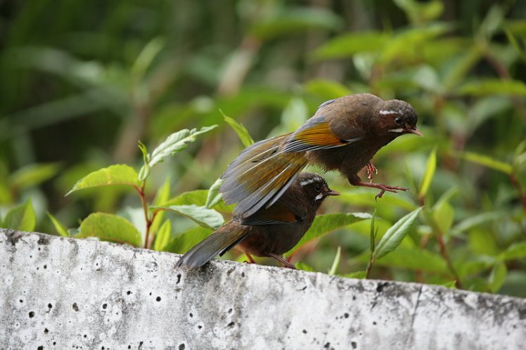 金翼白眉 Taiwan Laughing Thrush