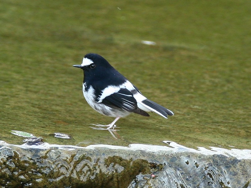 小 剪 尾　Little Forktail