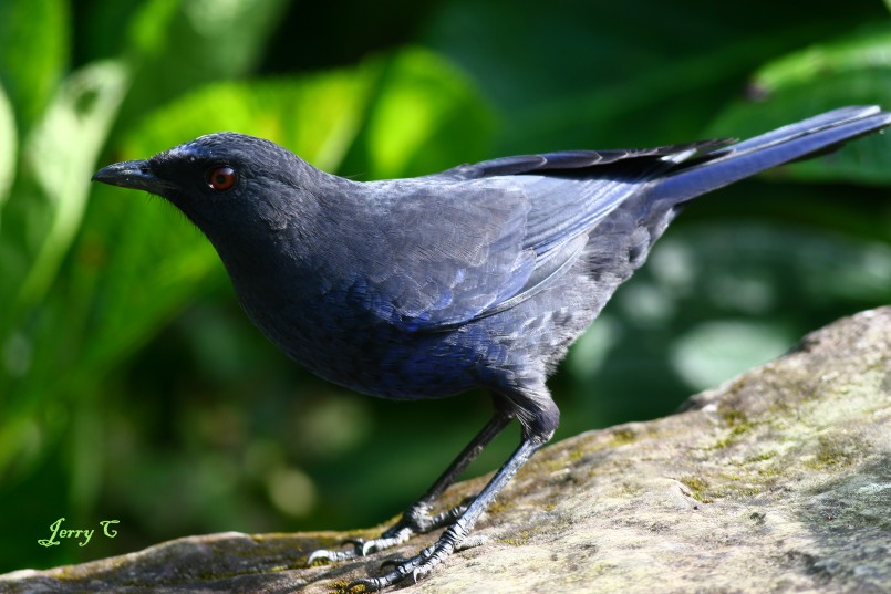 紫　嘯　鶇　 Taiwan Whistling Thrush