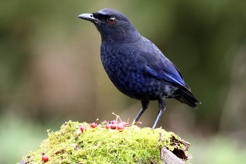 紫　嘯　鶇　 Taiwan Whistling Thrush