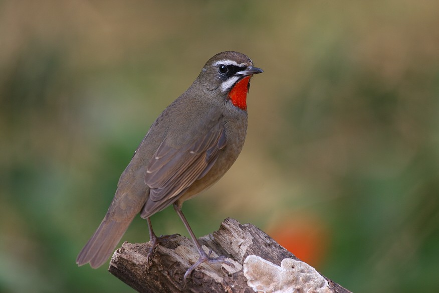 野鴝　Siberian Rubythroat，(紅喉歌鴝)