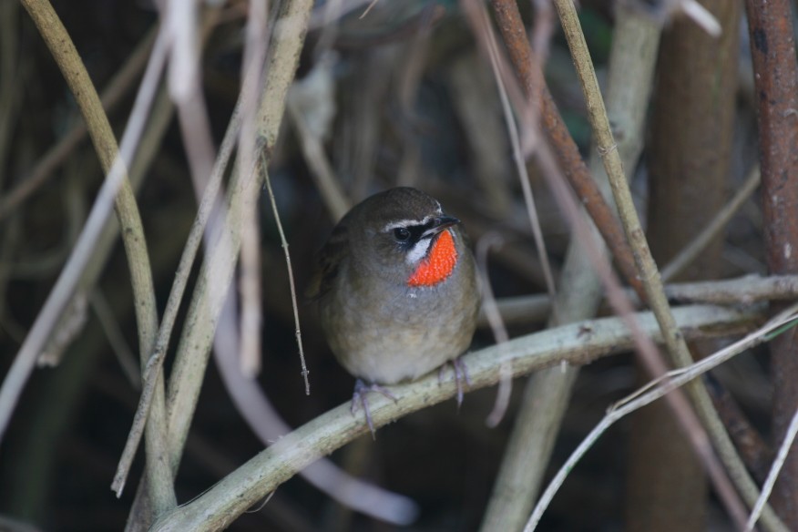 野鴝　Siberian Rubythroat，(紅喉歌鴝)