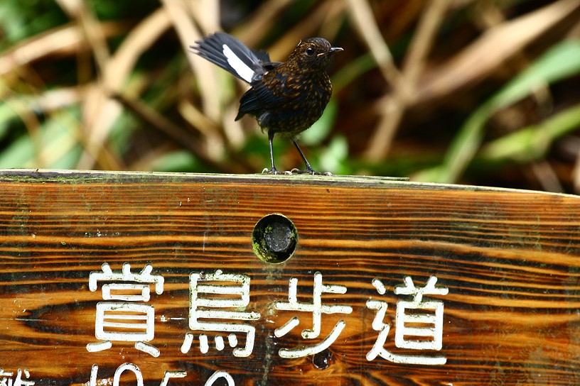 白尾鴝 White-tailed Robin