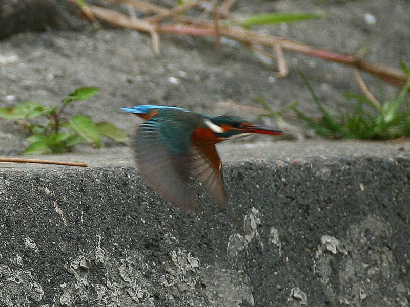 翠　鳥　 Kingfisher