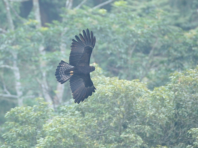 林 雕 Indian Black Eagle