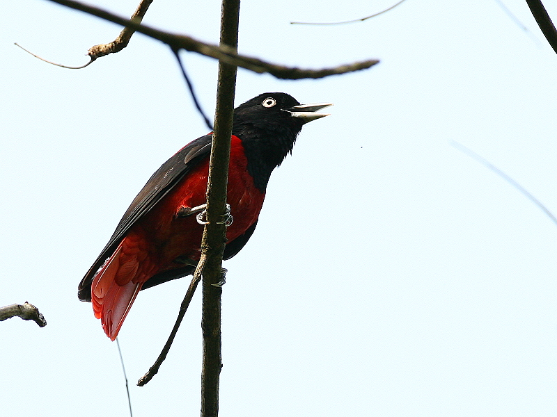 朱　鸝　Maroon Oriole