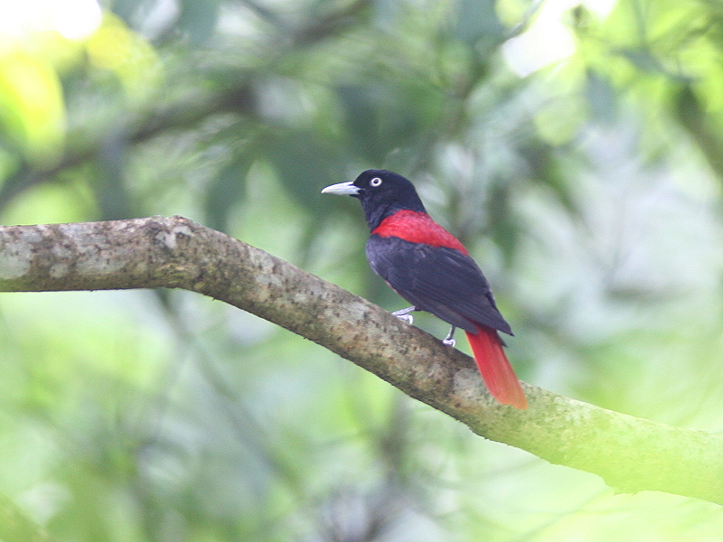 朱　鸝　Maroon Oriole