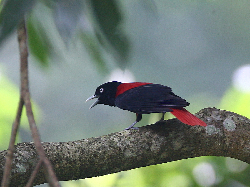 朱　鸝　Maroon Oriole