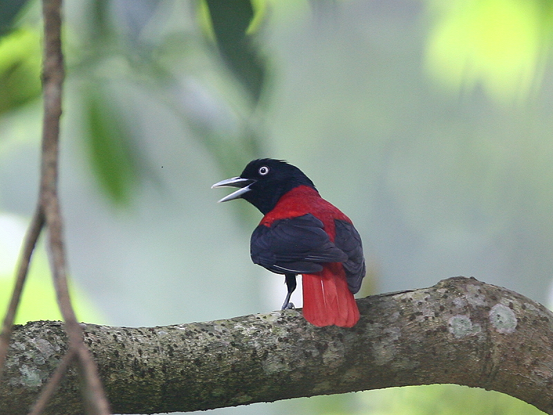 朱　鸝　Maroon Oriole