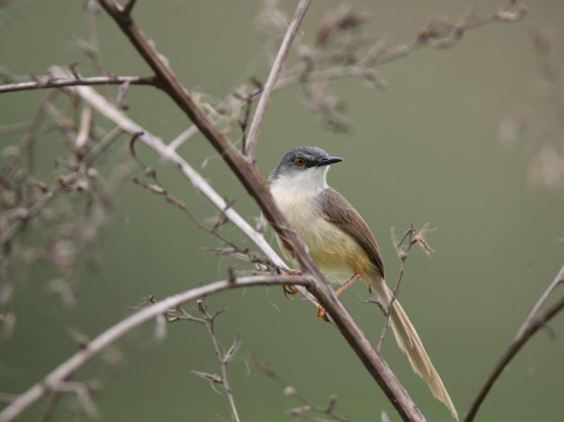 灰頭鷦鶯　Yellow-bellied Prinia