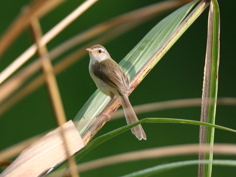 褐頭鷦鶯　Plain Prinia