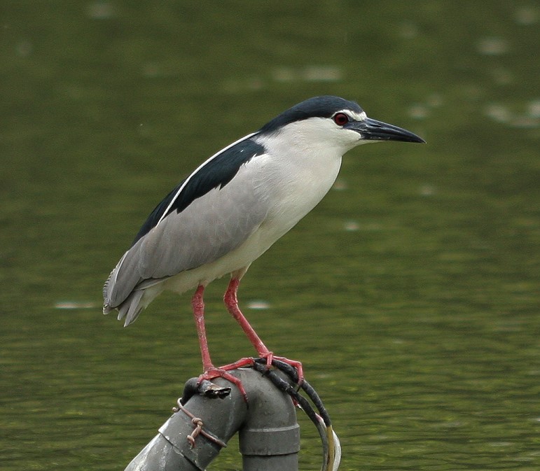 夜鷺 Black-crowned Night Heron 