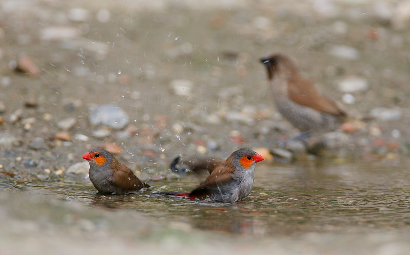 橙頰梅花雀 Orange-cheeked Waxbill