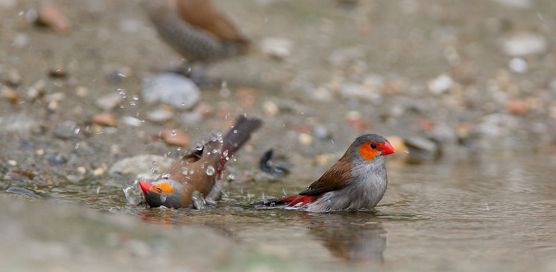 橙頰梅花雀 Orange-cheeked Waxbill