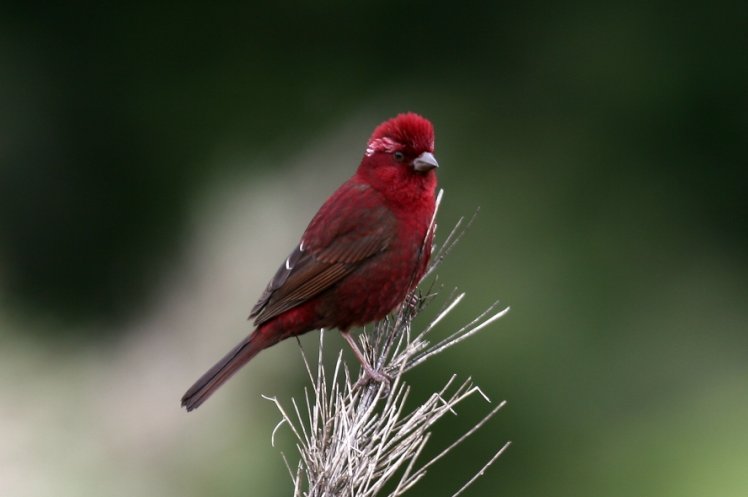 酒紅朱雀 Vinaceous Rosefinch 