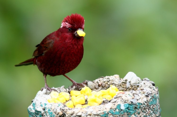 酒紅朱雀 Vinaceous Rosefinch 