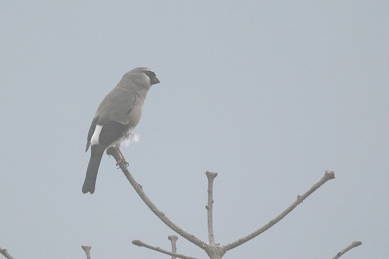 灰鷽　 Gray-headed Bullfinch