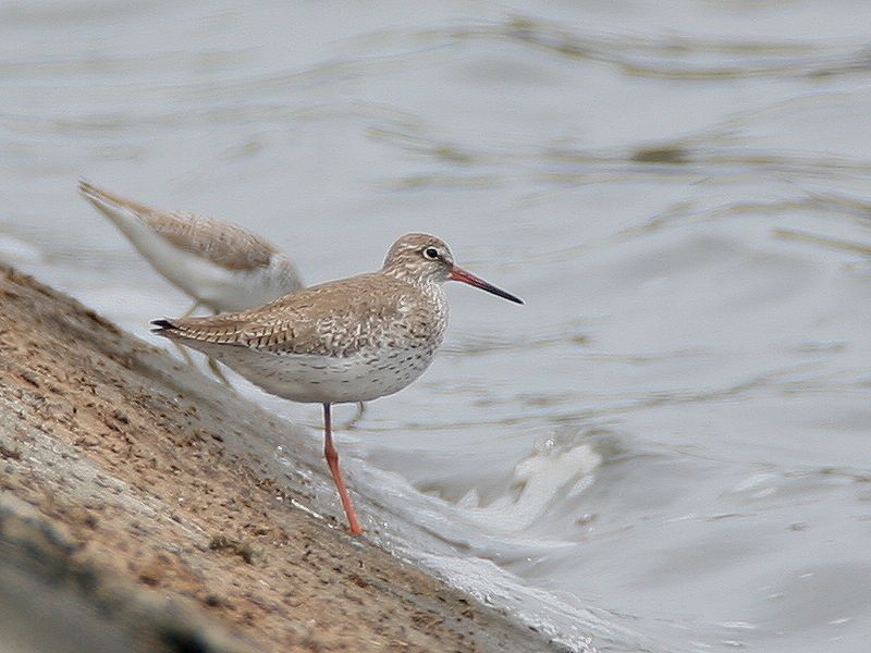 赤足鷸　Common Redshank