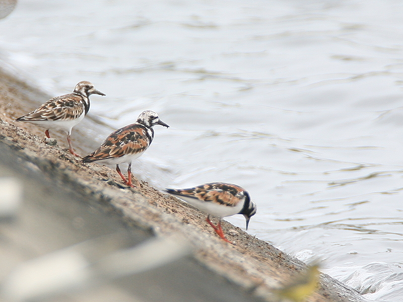 翻石鷸　Ruddy Turnstone