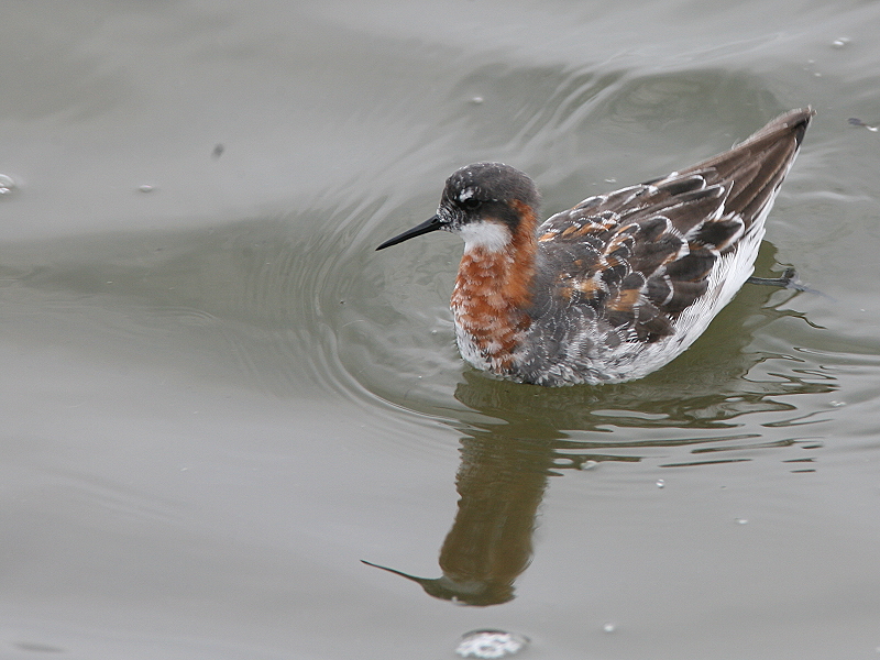 紅領瓣足鷸 Red-necked Phalarope