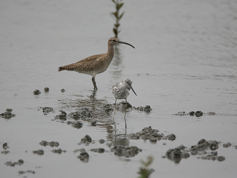 中杓鷸　Whimbrel＋青足鷸　Common Greenshank