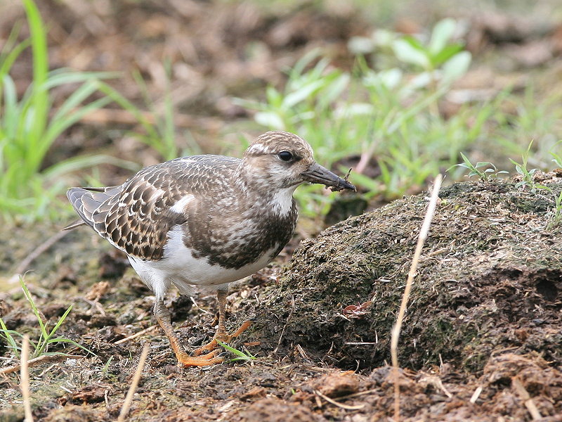 翻石鷸　Ruddy Turnstone（翻屎鷸）