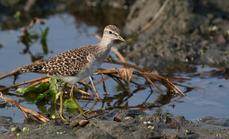 鷹斑鷸　Wood Sandpiper