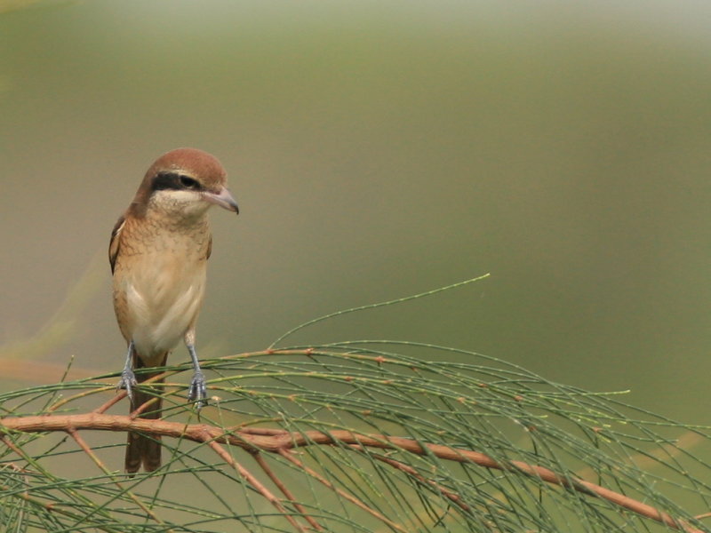 紅尾伯勞　Brown Shrike