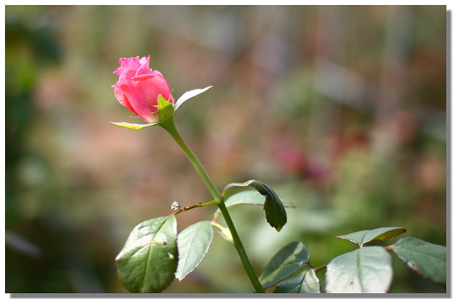 玫　瑰 花