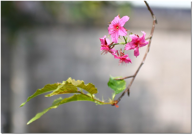 山櫻花